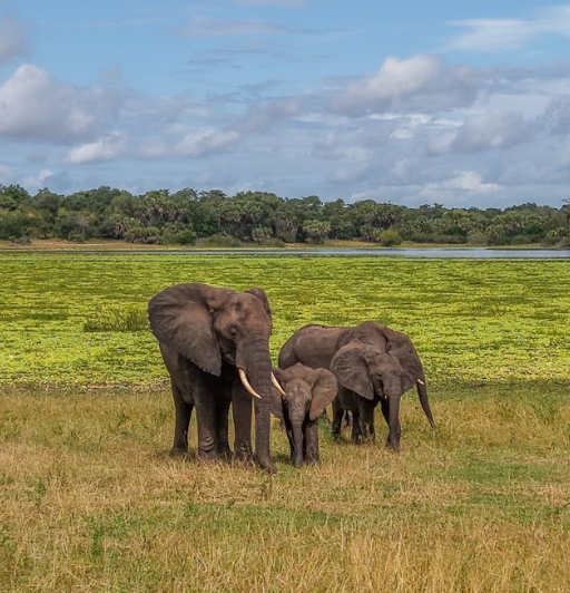 Nyerere National Park