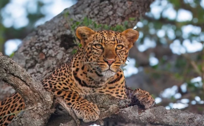 Mikumi National Park