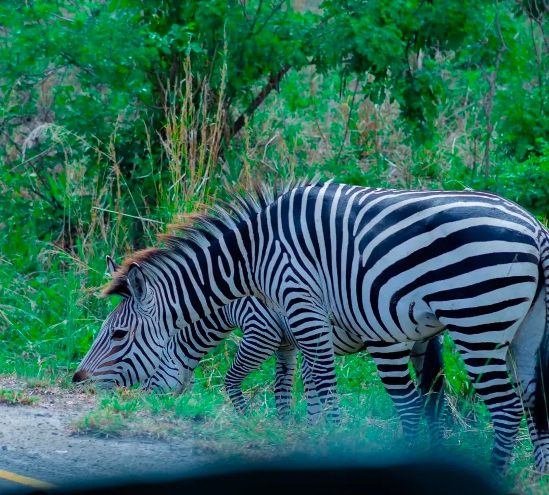Mikumi National Park