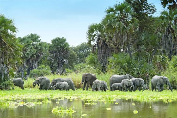 3-Day Zanzibar to Nyerere Wildlife Safari with Walking & Boat
