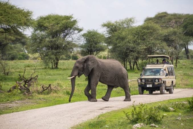 5-Day Southern Tanzania Safari Nyerere NP And Mikumi NP