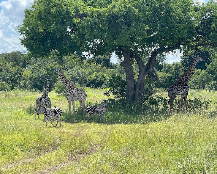 5-Day Southern Tanzania Safari Nyerere NP And Mikumi NP