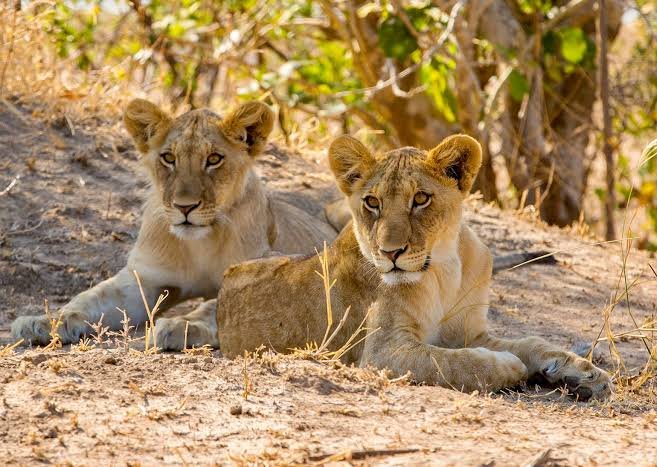 5-Day Southern Tanzania Safari Nyerere NP And Mikumi NP